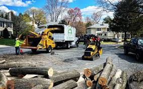 Best Emergency Tree Removal  in Douglas, WY