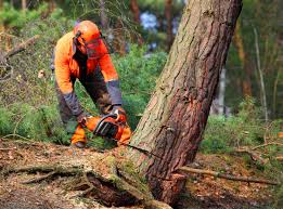 Best Tree Maintenance Programs  in Douglas, WY