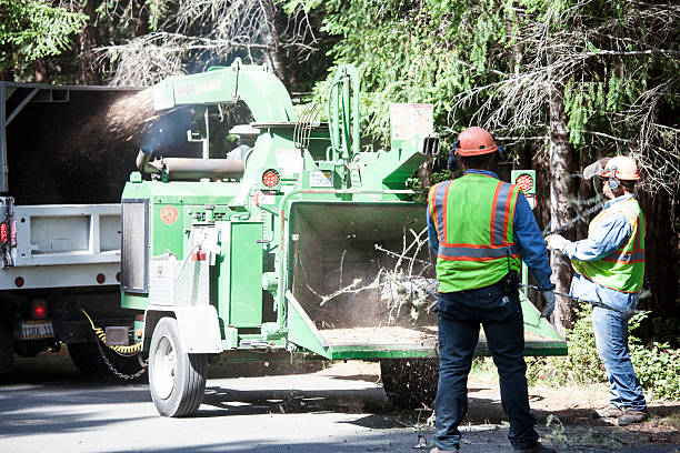 How Our Tree Care Process Works  in  Douglas, WY