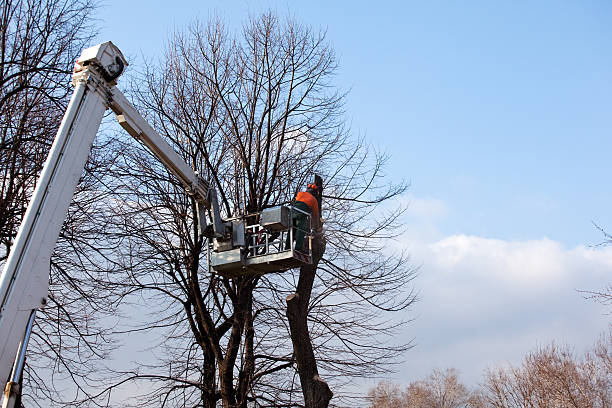 Reliable Douglas, WY Tree Care Solutions
